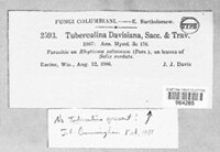 Tuberculina davisiana image